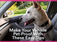 Make Your Vehicle Pet-Proof With These Easy Tips