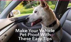 Make Your Vehicle Pet-Proof With These Easy Tips